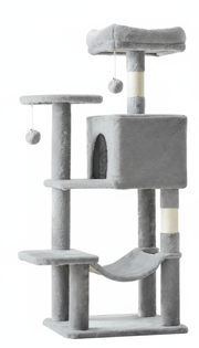 Cây cào móng mèo màu xám